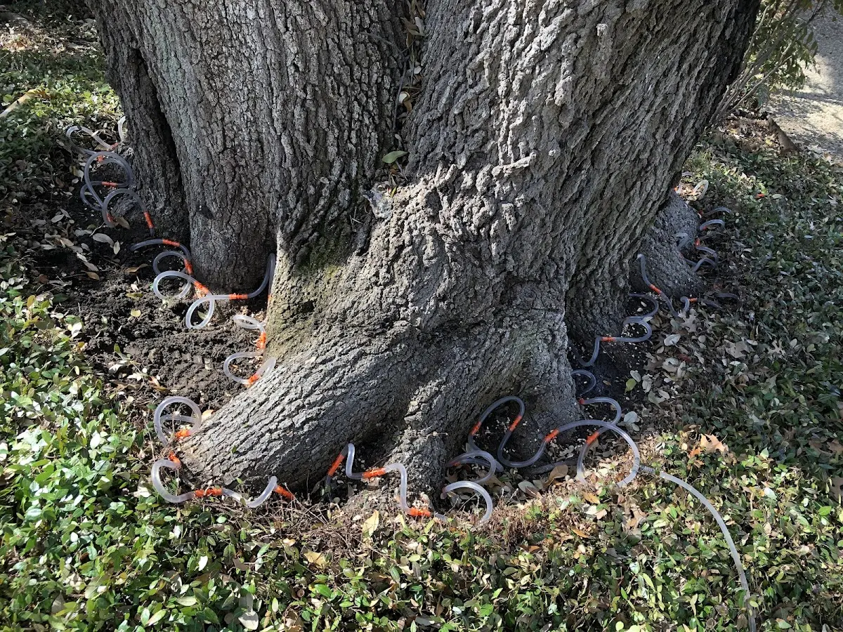 Detailed Shrub and Hedge Trimming job site in Earth