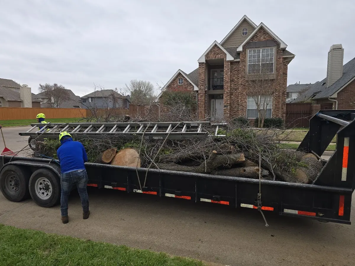 Expert Tree Removal with proper safety equipment in Earth